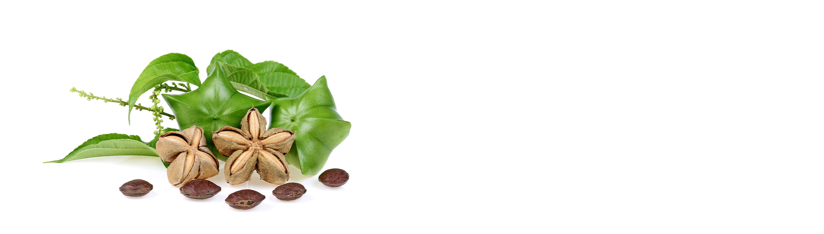 Learn more about sacha inchi oil