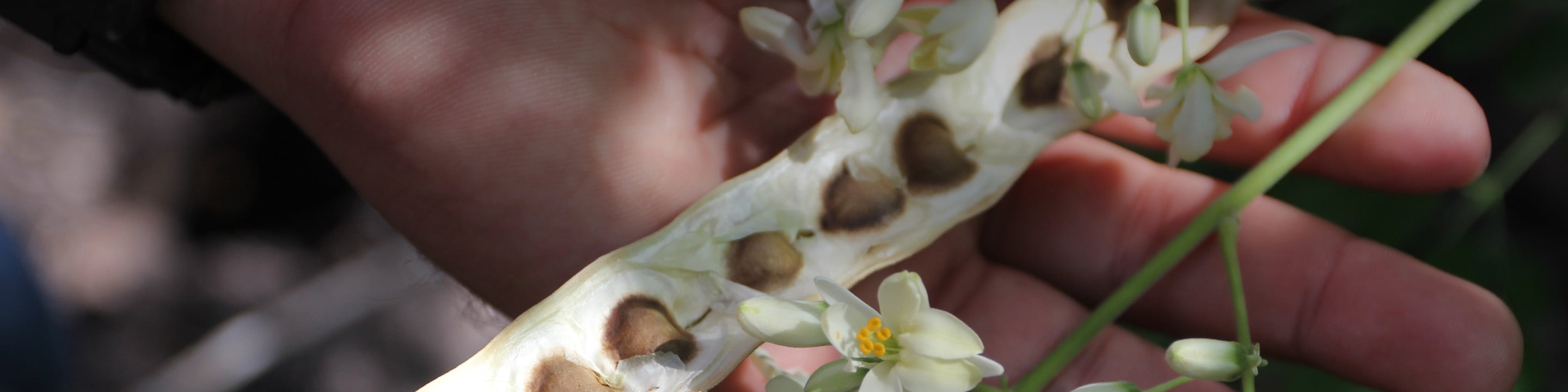Learn more about moringa oil