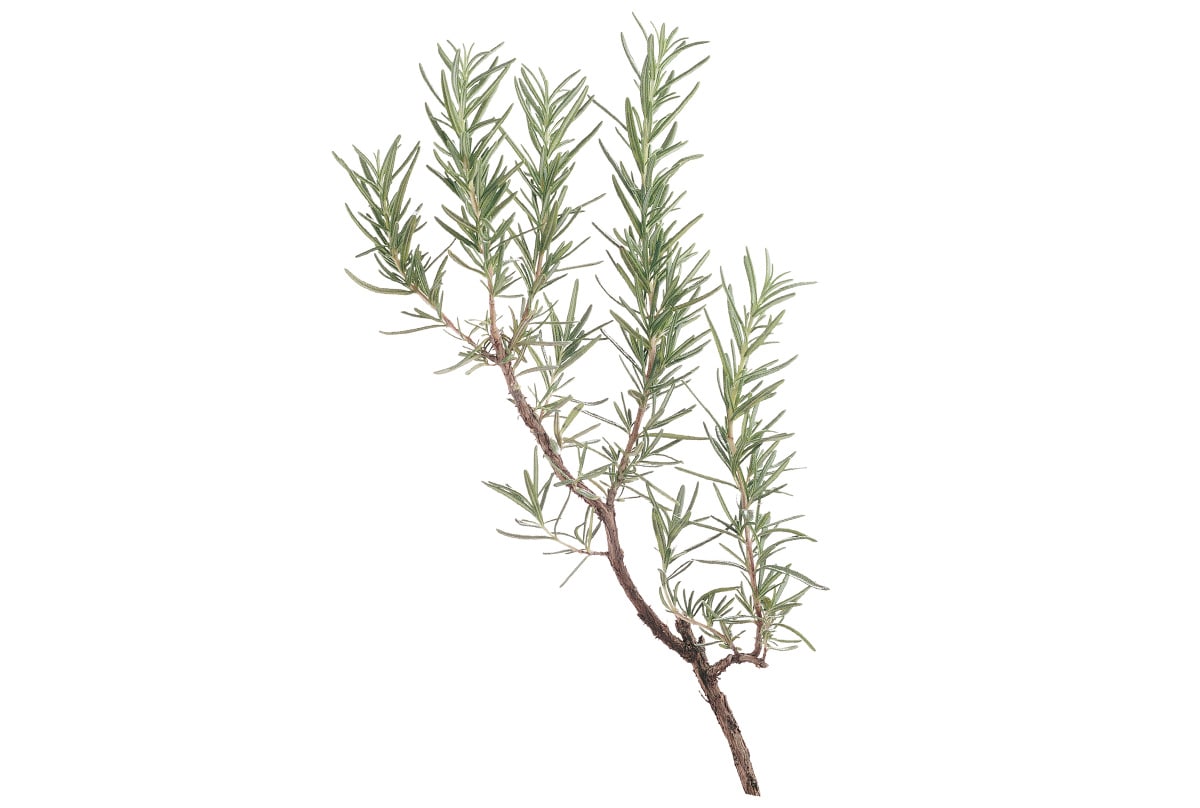 rosemary