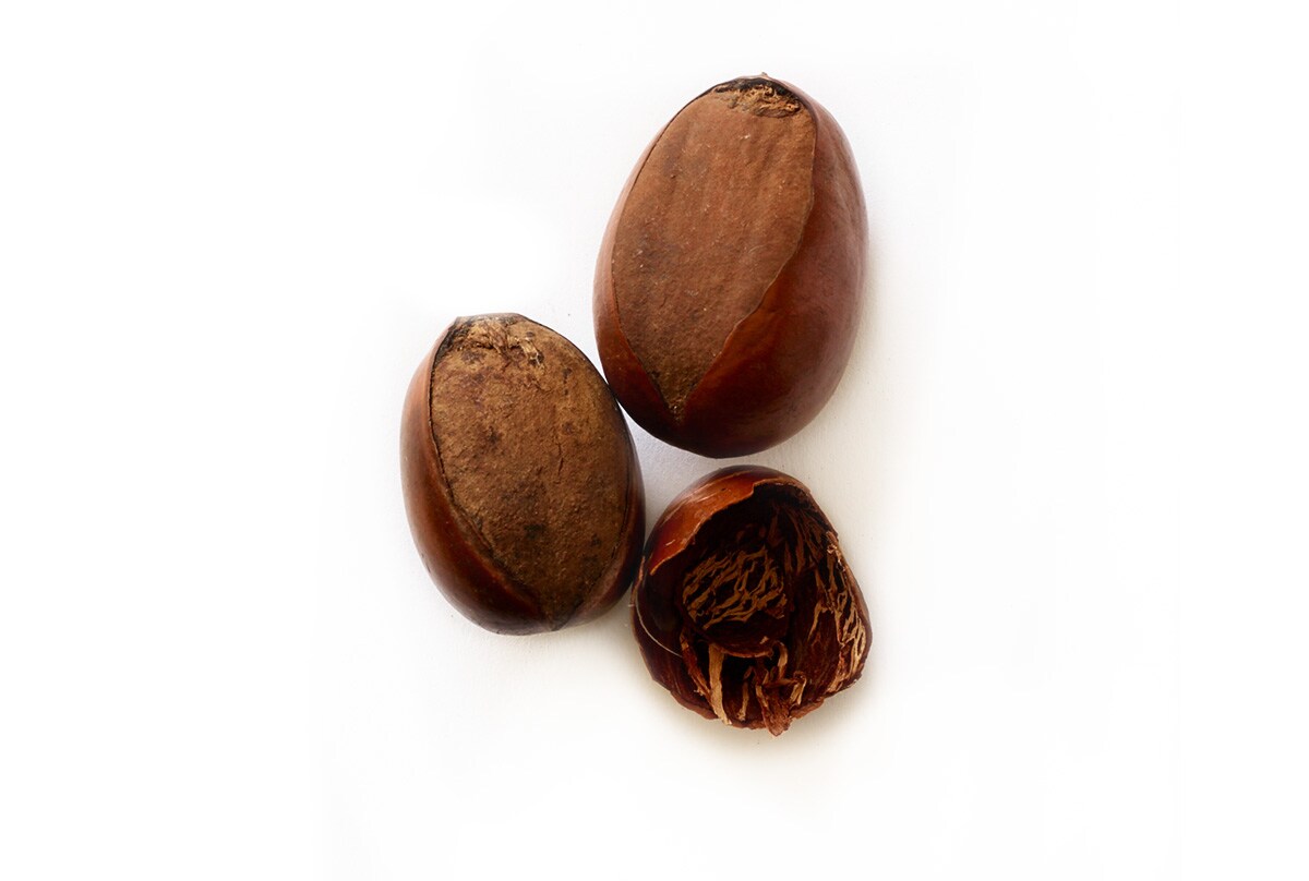 Shea Butter