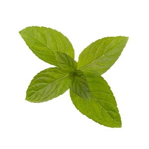MENTHA PIPERITA (PEPPERMINT) LEAF EXTRACT